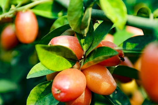 Trồng loại quả vừa chua vừa chát, người Hà Nội vẫn thu về trăm triệu đồng