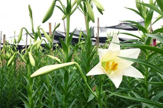 ‘Nữ hoàng tháng Tư’ nảy nở, ông chủ hối hả thu trăm triệu đồng