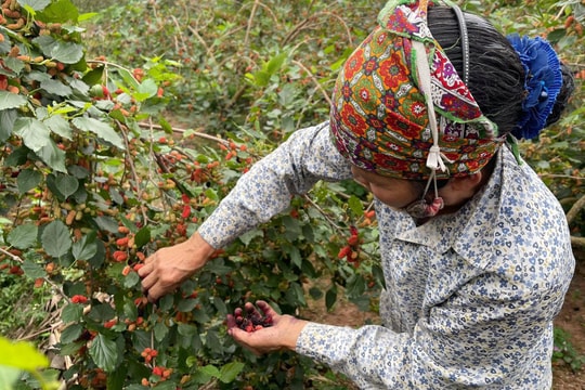 Thời tiết thất thường, dân "khóc ròng" khi dâu tằm mất mùa, trượt giá