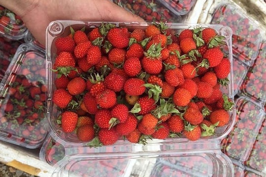 Năm chỉ có một lần, loại quả rừng đỏ au đổ về Hà Nội