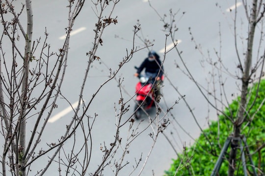 Cái chết của những cây phong lá đỏ ở Hà Nội