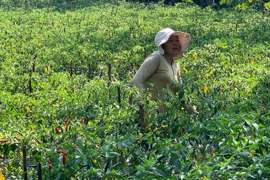 Ớt rớt giá 50 lần, bán 1kg không mua nổi gói mì tôm