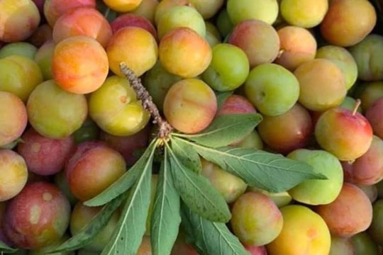 Mận cơm rớt giá thảm, bán 1kg không mua nổi cốc trà đá