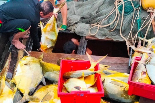 Kéo mẻ lưới bắt 300 con cá vàng rực, bán cả mớ thu 600 triệu đồng