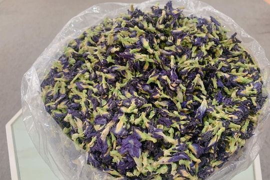 Hoa đậu biếc mọc trước hiên nhà, sấy khô được "hét giá" nửa triệu đồng/kg