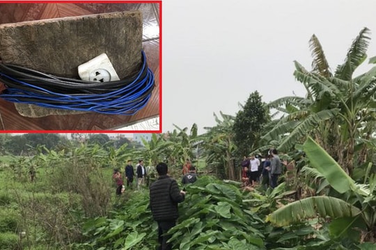 Những cái chết thương tâm do dùng điện bẫy chuột 