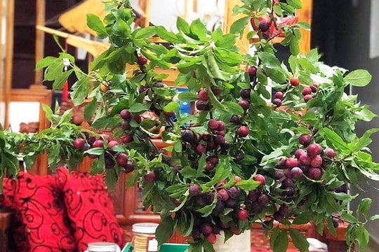 Mận cơm rẻ như cho vẫn ế, mận nguyên cành đắt giá cháy hàng