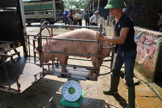 Giá lợn hơi bắt đáy của năm, nhiều hộ chăn nuôi "treo" chuồng