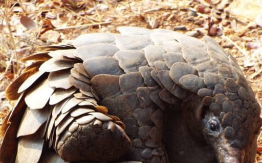 Triệt phá đường dây buôn bán vảy tê tê lớn nhất từ trước đến nay