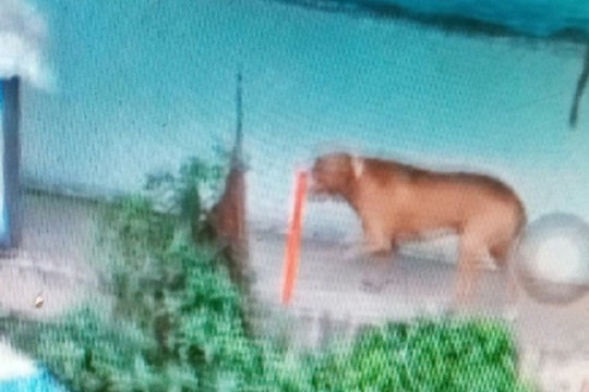 Chó cắn chết người, trách nhiệm của chủ nuôi ra sao?