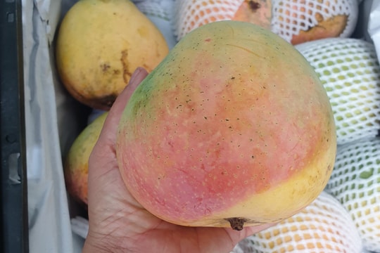 Xoài đỏ khổng lồ được mùa, rớt giá thê thảm 10 ngàn/kg vẫn ế