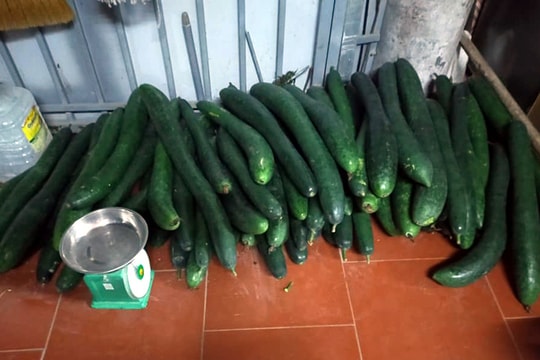 Bí xanh rớt giá kỷ lục, từ Thái Bình lên Hà Nội, 1kg không mua nổi ổ bánh mỳ kẹp