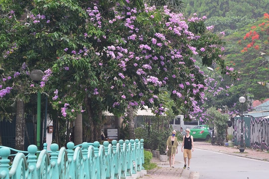 Sắc tím hoa bằng lăng rực rỡ khắp trời Hà Nội