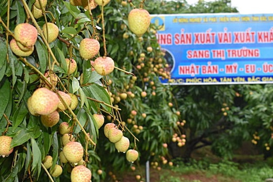 Vải sớm Bắc Giang vận chuyển bằng máy bay giá 35.000/kg "cháy hàng" ở Sài Gòn