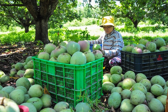 Giá xoài Úc rớt thảm, chỉ 2.000-3.000 đồng/kg