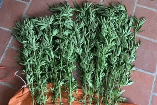 Nam thanh niên 18 tuổi trồng cần sa để ngâm rượu