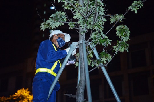 Hình ảnh công nhân xuyên đêm đánh chuyển hàng phong lá đỏ đi tránh nắng