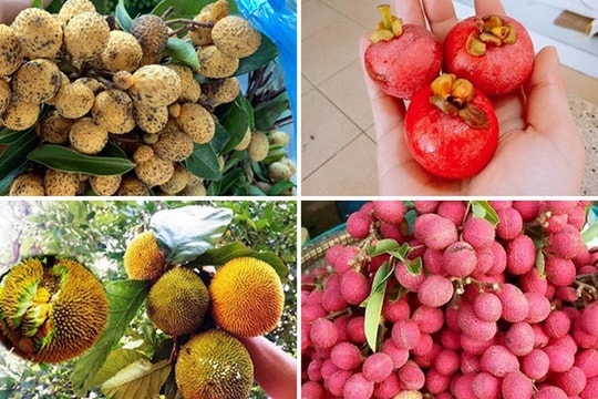 4 loại quả rừng 'giá chát' vẫn được lùng mua