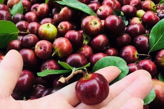 Hồng quân rừng đỏ thẫm, mẹ con ăn tươi, bố ngâm rượu thơm