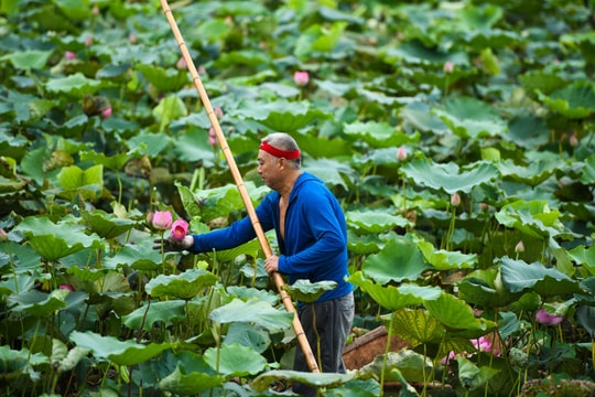 Chủ đầm sen hồ Tây bán hàng nghìn bông mỗi ngày