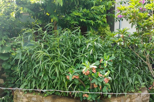 Một hộ dân trồng cả trăm cây cần sa trong vườn nhà