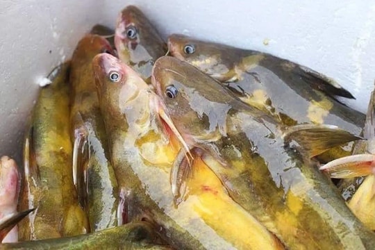 Của hiếm sông Đà: Loài cá vàng óng, muốn ăn phải đặt trước nửa năm