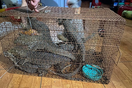 Bị phạt hơn một tỷ đồng vì trong nhà có 8 con kỳ đà