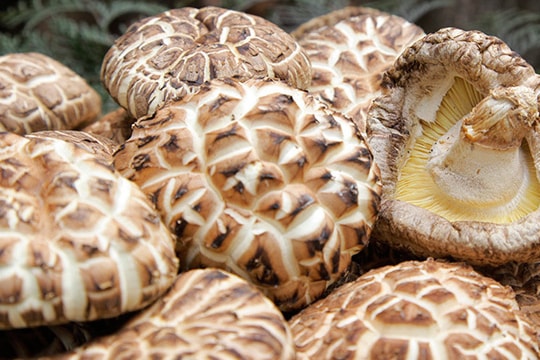 Nấm hương Nhật hơn 8 triệu đồng/kg, dân Hà Nội mua về xào rau, nấu canh ăn hằng ngày