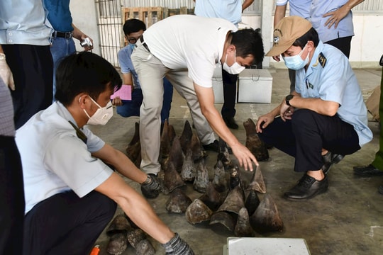 Bắt giữ số lượng lớn hàng nhập khẩu nghi sừng tê giác và xương động vật hoang dã