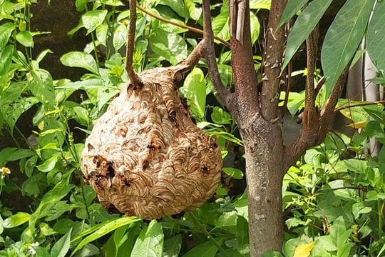 Bị ong vò vẽ đốt 50 nốt, bé trai 2 tuổi tử vong