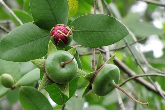 Loài cây mọc hoang, được người miền Tây chế biến món ăn dân dã, xuất khẩu sang nước ngoài bán trong siêu thị