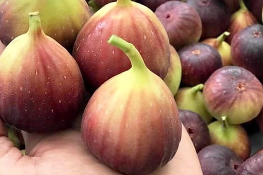 Quả 'sung khổng lồ' trồng trên sân thượng, ăn chán bán thu tiền triệu