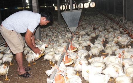 Nghịch lý giá gà rẻ hơn rau, trứng lại khan hiếm giá đắt đỏ