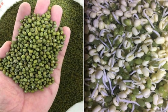 Ở nhà chống dịch, chị em đua nhau làm giá đỗ, giá đậu xanh tăng mạnh