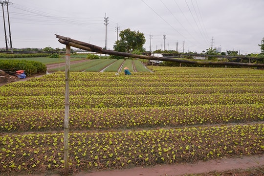 Bị ảnh hưởng bởi dịch, hàng loạt nông dân làng hoa Tây Tựu chuyển sang canh tác rau