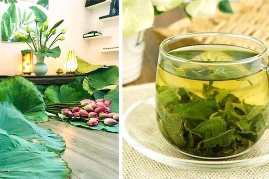 Thứ lá cuối mùa tàn lụi nơi đầm lầy, chế thành trà thu về trăm triệu