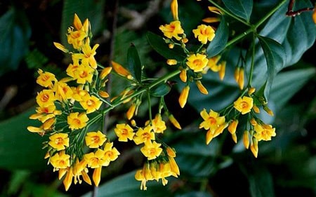 Nhiều cái chết thương tâm do ăn nhầm lá ngón: Làm sao để nhận biết và xử trí kịp thời?