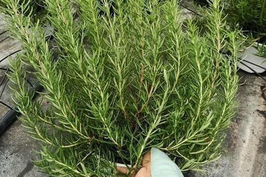 Loại lá bên Tây giá vài triệu/kg, ở Việt Nam chỉ vài chục nghìn đồng