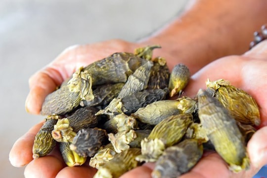 Kiếm nửa tỷ đồng nhờ luộc, sấy cau bán cho thương lái Trung Quốc