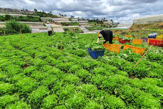 Rau, hoa Đà Lạt tăng giá 2-3 lần sau khi TP.HCM nới lỏng giãn cách