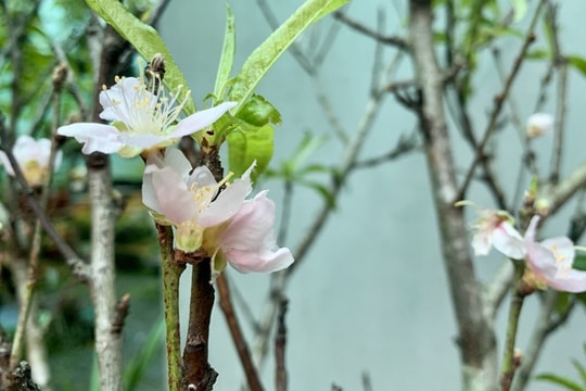 Đào nở sớm khoe sắc giữa Hà Nội, giá bạc triệu vẫn 'cháy hàng'