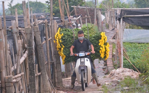 Làng hoa Tây Tựu khởi sắc sau nhiều tháng đìu hiu vì dịch COVID-19