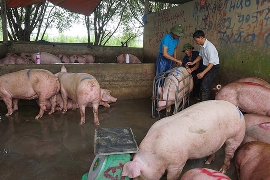 Giá heo hơi lao xuống 30.000 đồng/kg, thịt ở chợ 'cố thủ', nhúc nhích giảm