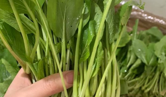 Giá rau xanh Hà Nội dự báo tiếp tục “phi mã” khi nhiệt độ kéo giảm