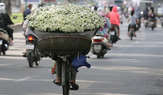 Cúc họa mi tinh khôi giữa lòng phố phường Hà Nội