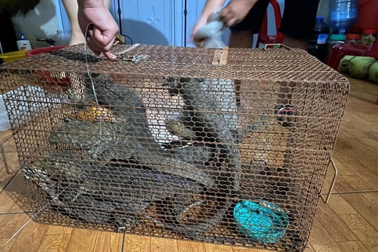 Mua kỳ đà về phóng sinh, bà lão 75 tuổi đối diện mức án đến 15 năm tù