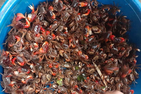 Loài 'cua' lạ chân đỏ rực lại mọc lông đang gây sốt chợ