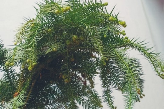 Trước Noel, cành thông tươi giá bình dân đắt khách, khách mua chơi cả tháng