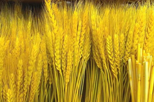 Loại bông vàng ruộm, decor sáng rực cả góc nhà, giá lại 'hạt dẻ'... dân Hà thành mê mẩn tìm chơi