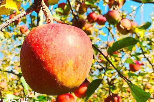 Quả táo cùng tên: Hàng Nhật 1,5 triệu/kg, đồ Tàu đổ đống rẻ như rau